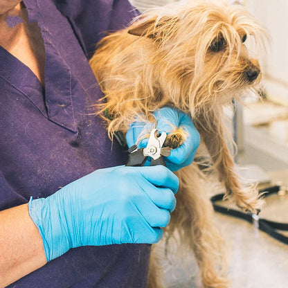 Style Loft Collection Disposable Nitrile Rubber Gloves