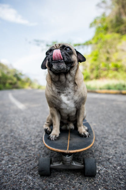 Style Loft Collection PetStyle Furry Friend Skateboard